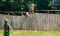 Little Boy Plays Fetch With Neighbor’s Dog