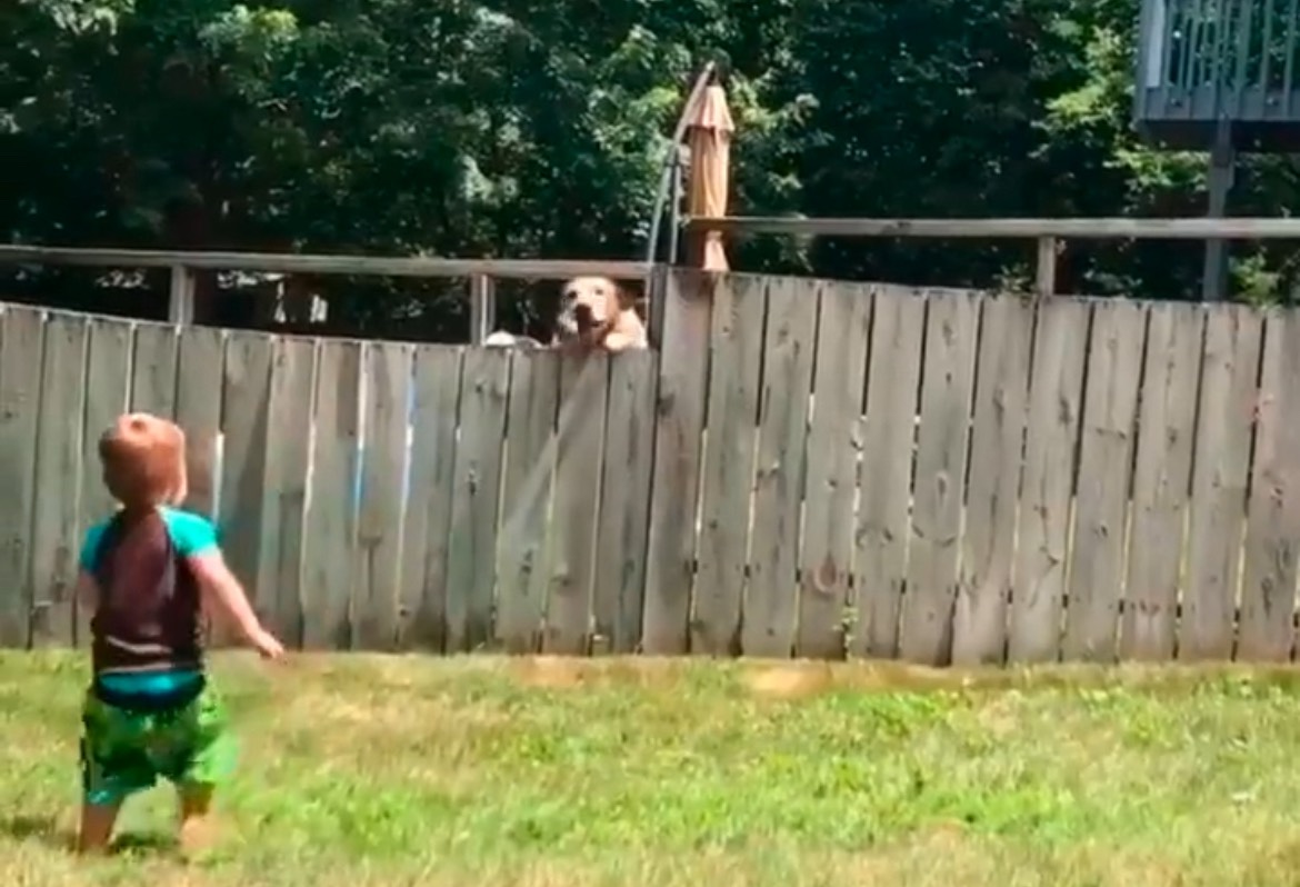 Little Boy Plays Fetch With Neighbor’s Dog 