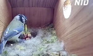 Wildlife Fan Stunned After He Sets Up Camera Inside Bird Box and Attracts 41 Million Fans Worldwide