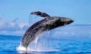 The Secret Lives of Whales: A Trip to Maui
