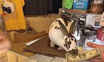 Bunny Helps Owner With Store Operations