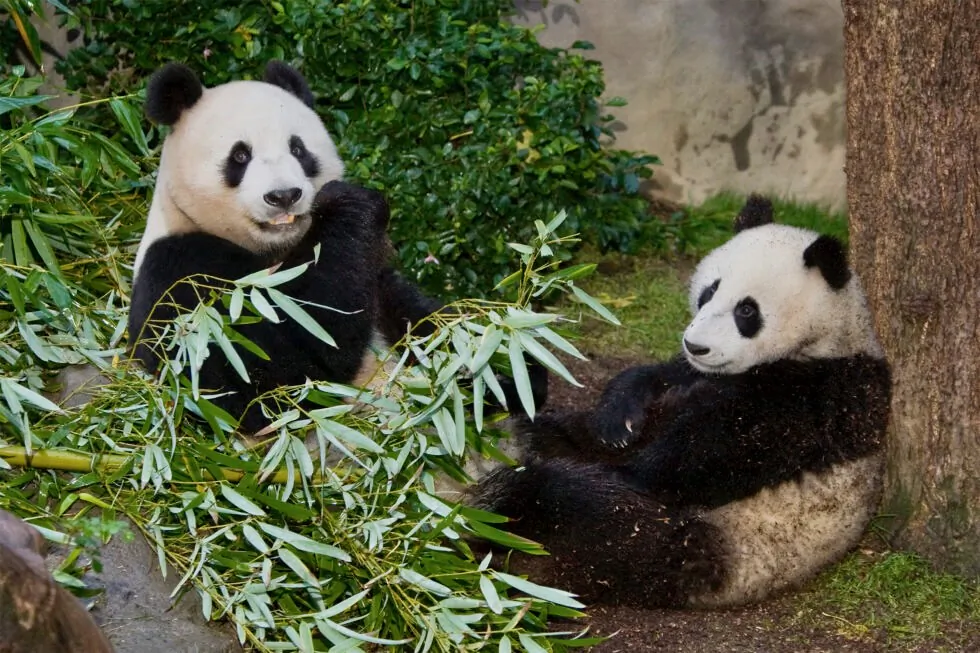 Pandas at the San Diego Zoo in San Diego. (Courtesy of San Diego Zoo Wildlife Alliance)