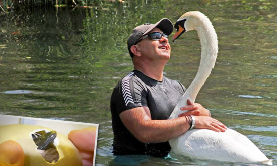 Man Cares For Swan Since He Was 2 Days Old—They've Been Inseparable for 4 Years Now