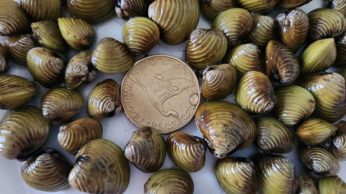 Invasive Clam in Brisbane River Wont Be Eradicated, Officials Say ...
