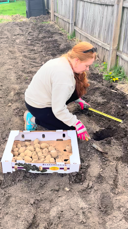 Mrs. Farrell grows her potatoes.