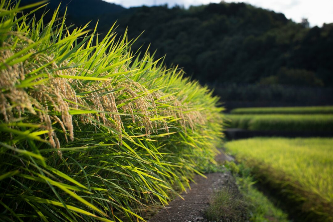 NSW to Allow Rice Producers Direct Access to Overseas Markets