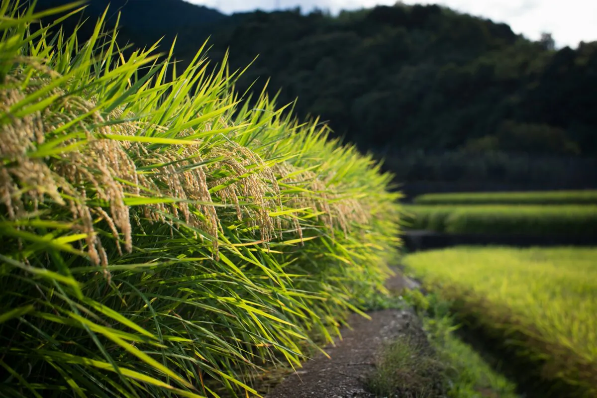 Rice field (Jinomono Media/Unsplash)