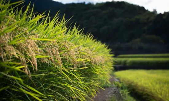 NSW to Allow Rice Producers Direct Access to Overseas Markets
