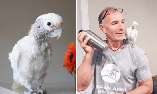 Rescued Cockatoo Determined to Make Man Who Doesn't Like Pets Fall in Love With Her—And She's Successful