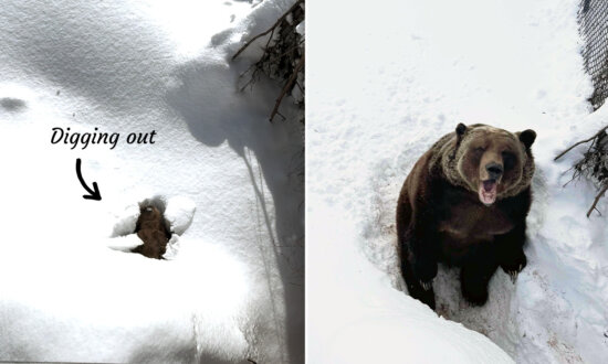 Amusing Video Captures 22-Year-Old Bear Emerging From Hibernation