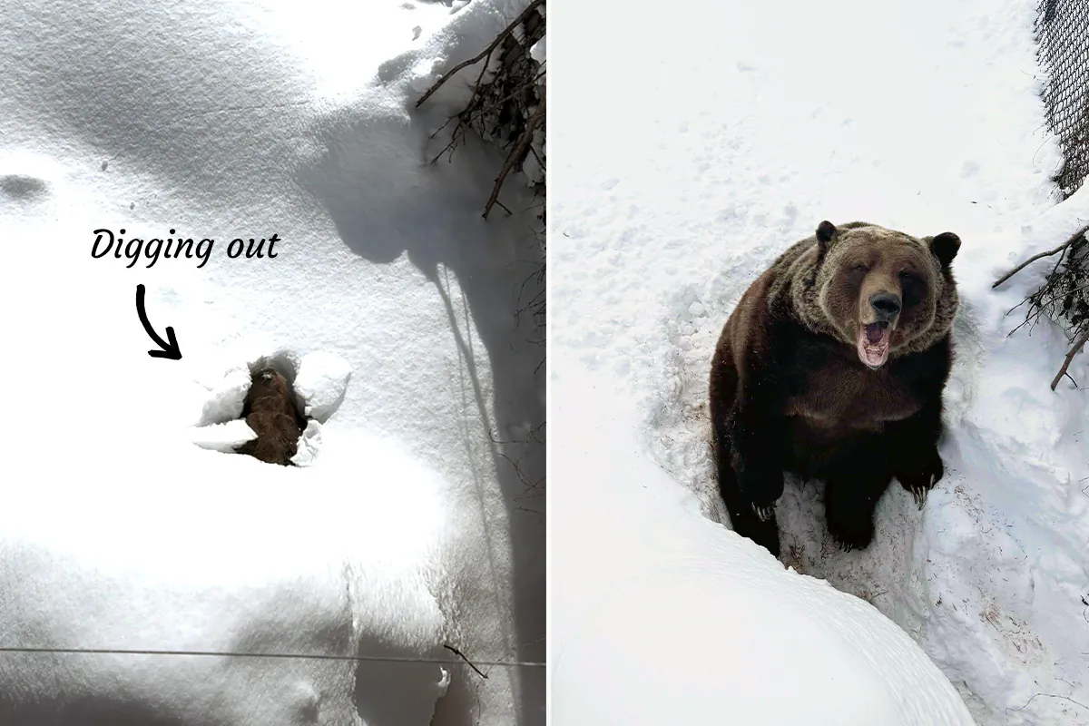 (Courtesy of Kicking Horse Mountain Resort)