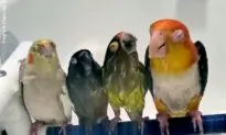 Shower Bird Sundays