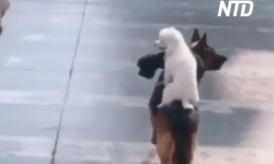 Wolf-Dog Carries 2 Poodles Across Road