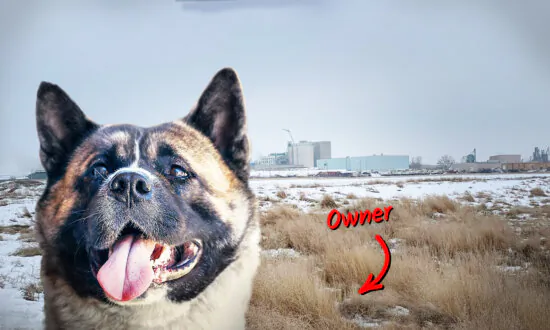 Injured Dog Owner Stuck in Snowy Ditch for 2 Days Protected by Loyal Dog Who Fights Off Coyotes