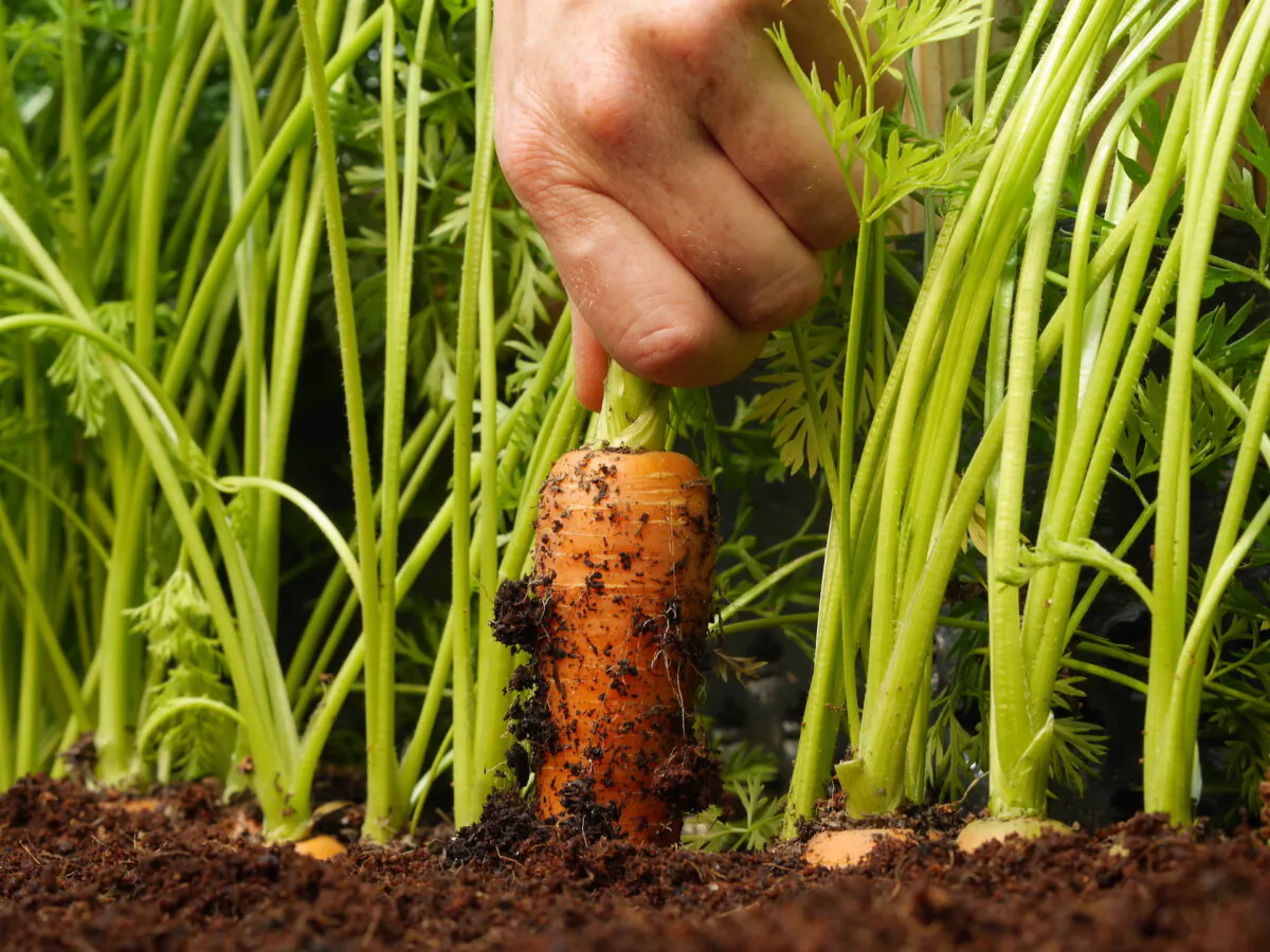 Make the freshest salad possible with vegetables right from your garden. (Floki/Shutterstock)