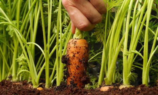 Top 5 Brilliant Hacks to Kick-Start Your Vegetable Garden