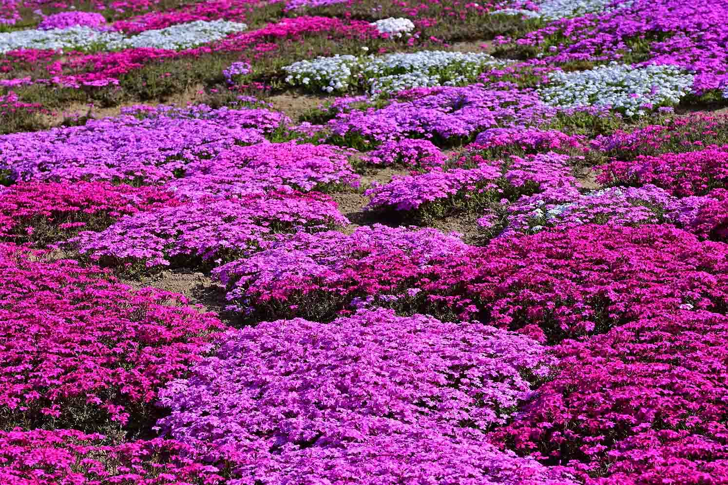 Epoch Times Photo