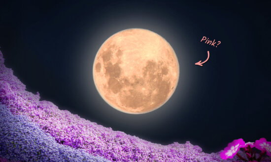 After Eclipsing the Sun, Moon to Wax ‘Full Pink Moon’ This April—Here’s What You Need to Know