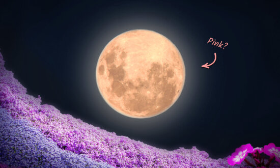 After Eclipsing the Sun, Moon to Wax 'Full Pink Moon' This April—Here's What You Need to Know