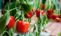 Why Aren’t My Bell Peppers Growing? Tips for an Abundant Harvest