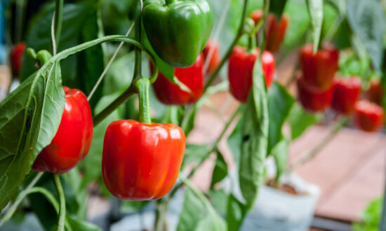 Growing Bell Peppers