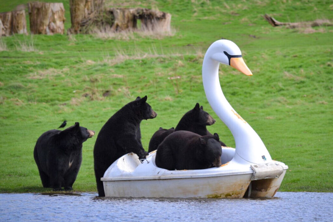 Bears Enjoy a Swan Pedal Boat After Heavy Rain at Safari Park Creates a ...