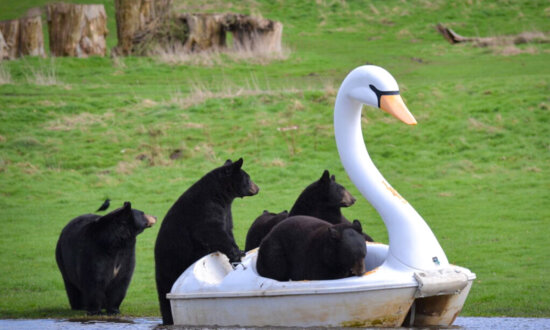 Bears Enjoy a Swan Pedal Boat After Heavy Rain at Safari Park Creates a Makeshift Lake