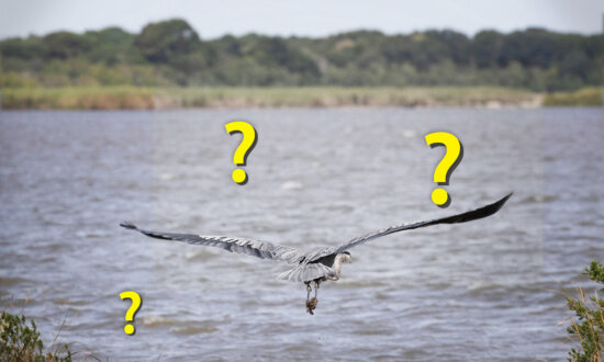 Can You Spot the Stealthy Predator Stalking the Great Blue Heron in This Ordinary Pond Picture?