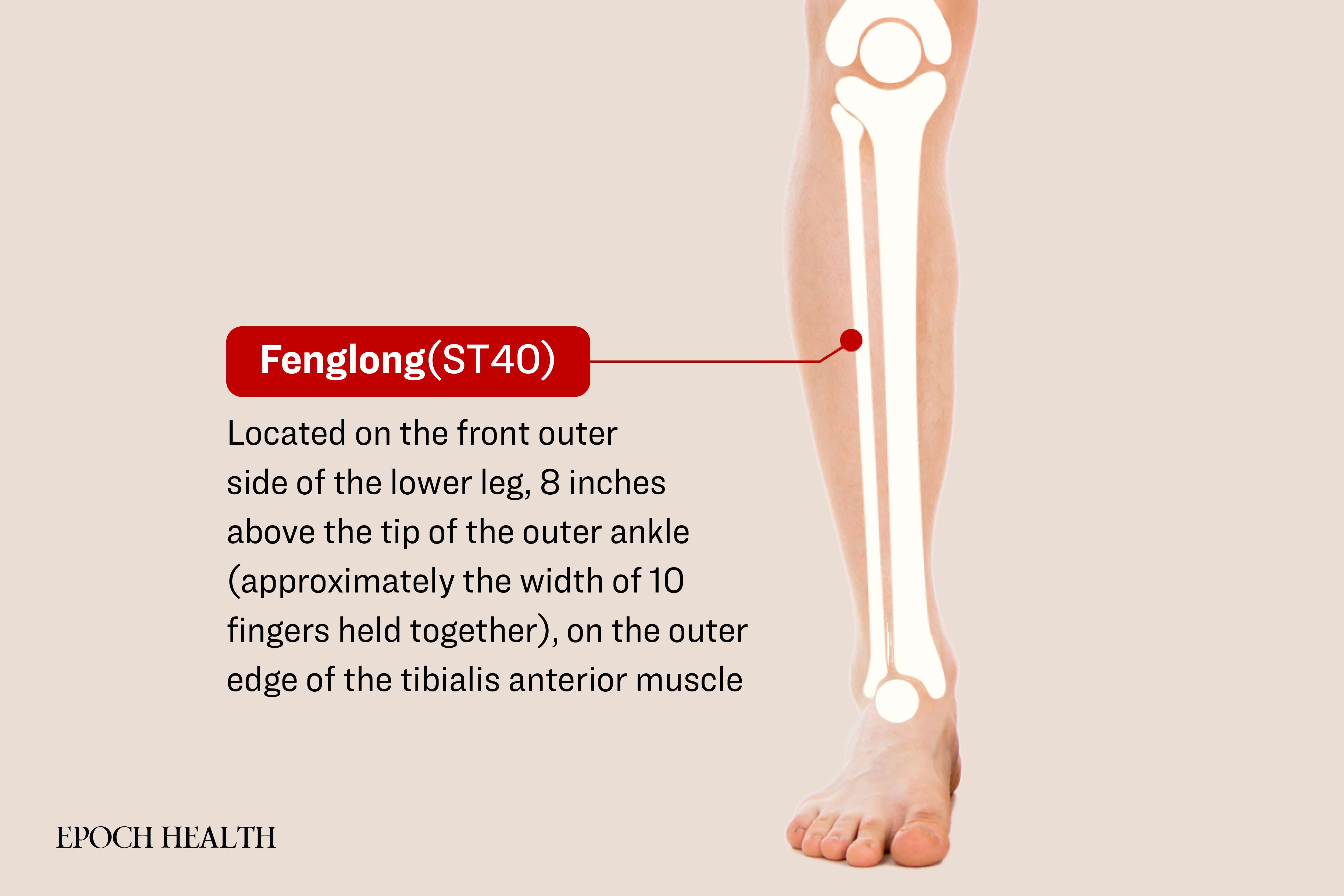 The location of Fenglong acupoint. (The Epoch Times)