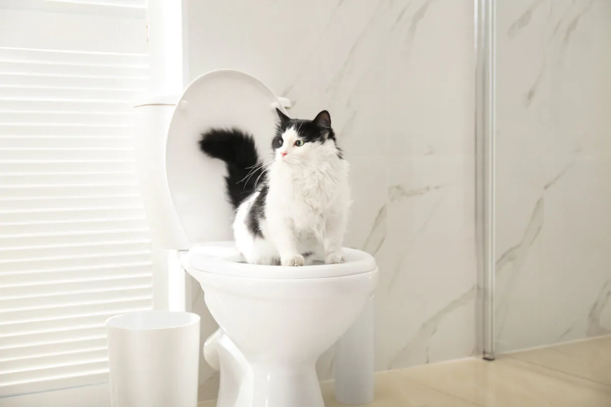 Toilet training isn't natural for cats. (New Africa/Shutterstock)