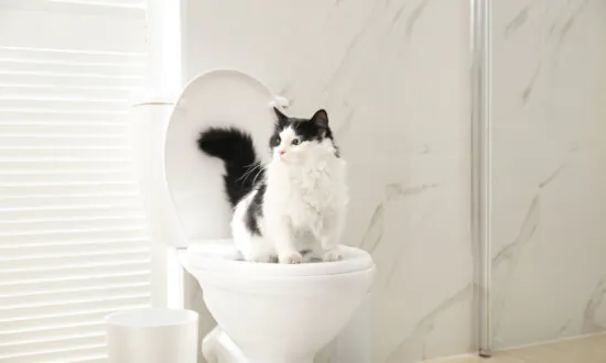 3 Reasons Not to Toilet Train Your Cat