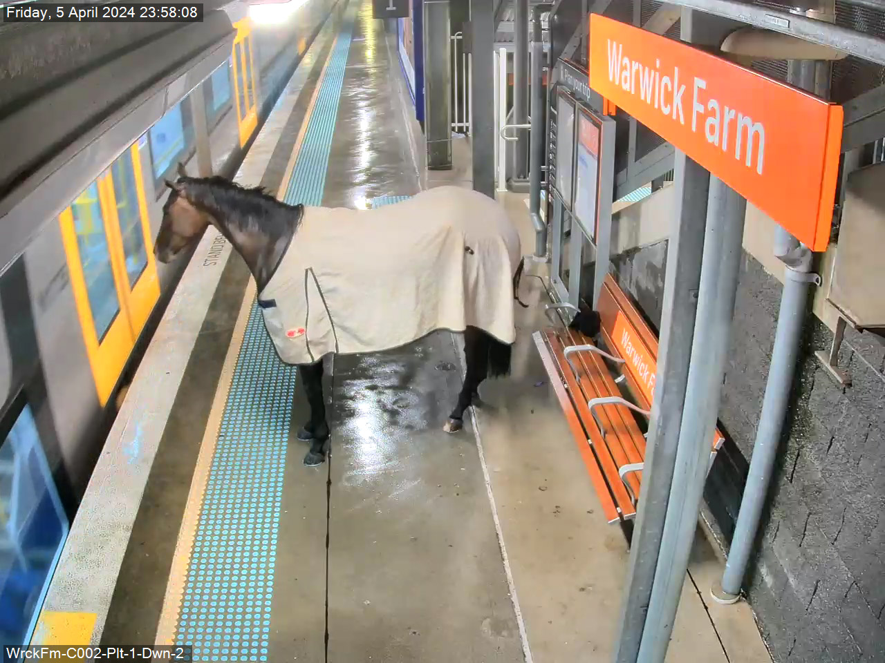 The horse patiently waited behind the yellow line of the platform.