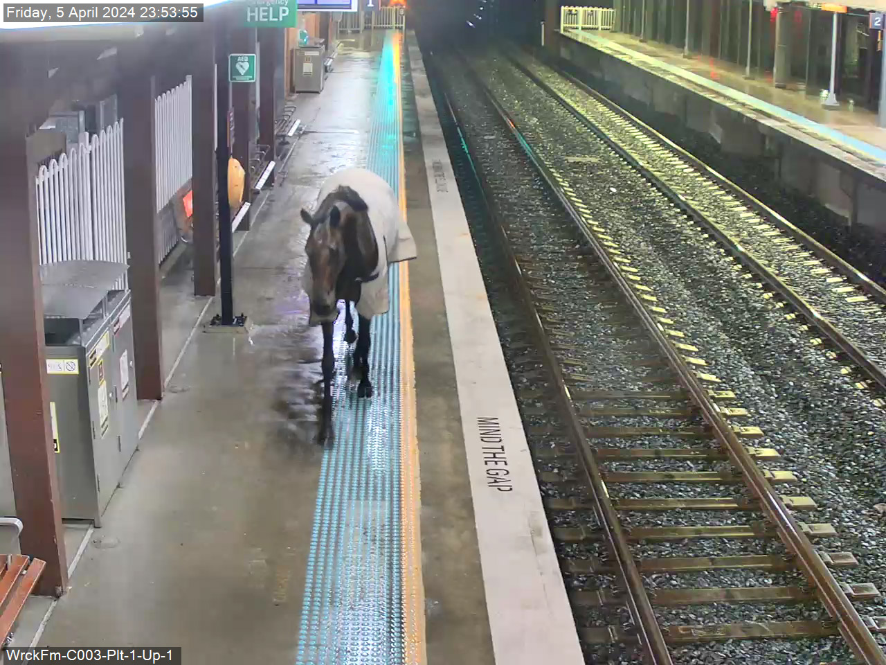 The horse was found pacing around the platform.