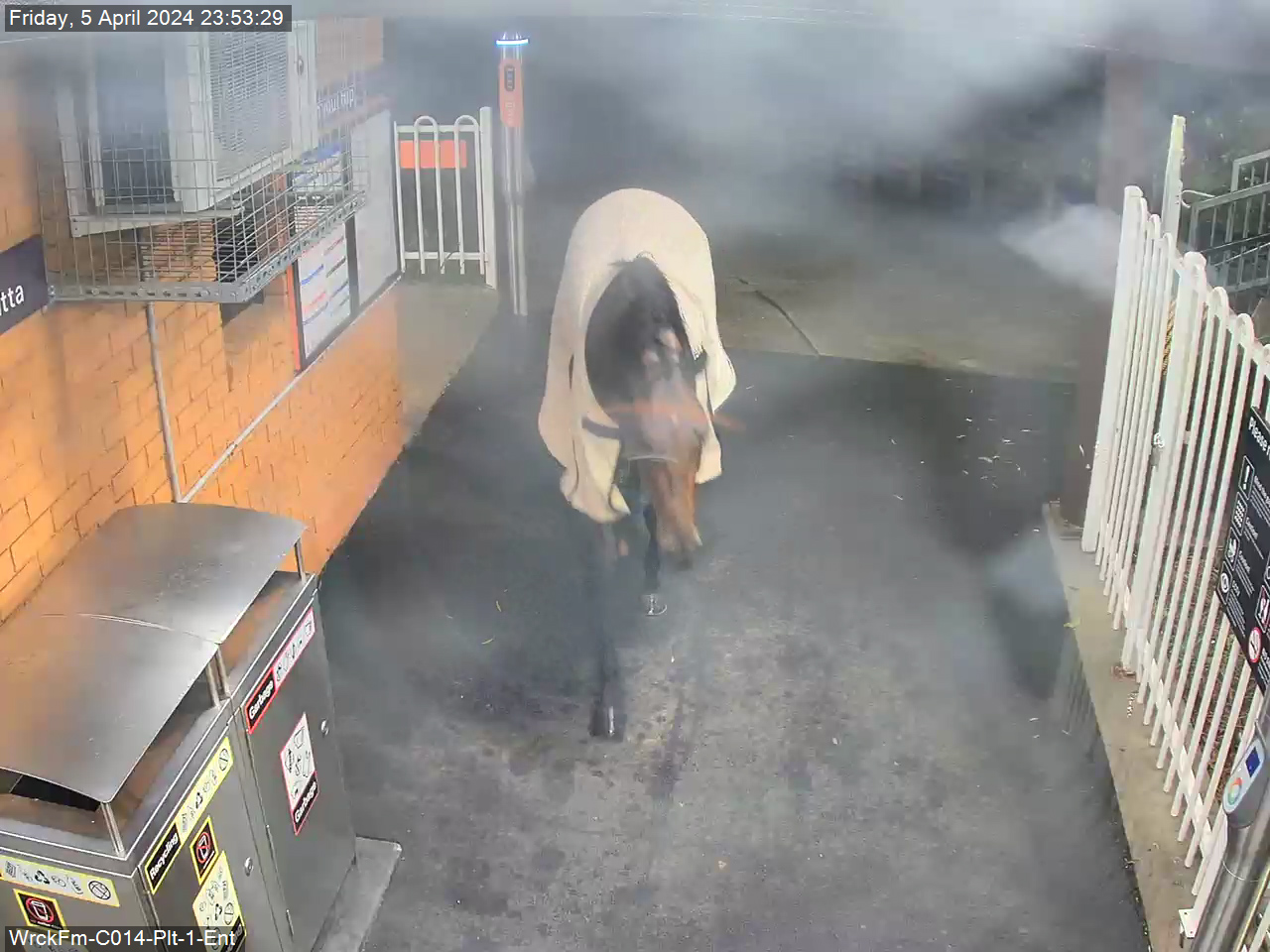 A horse escape the heavy rain and is spotted at the entry gate of Warwick Farm station.
