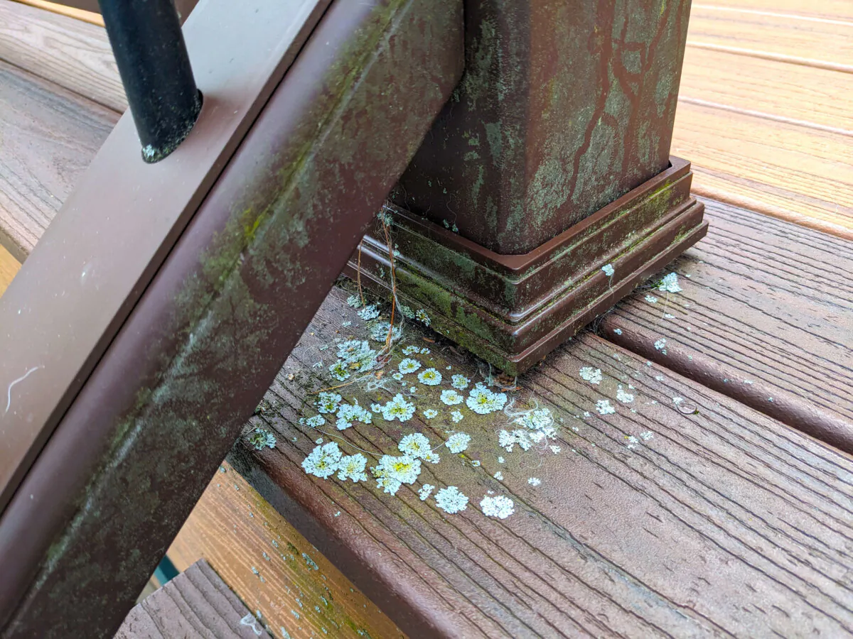 No deck is maintenance-free. You can see algae and lichens that thrive in the shadows on this composite deck and rail system. (Tim Carter/Tribune Content Agency)
