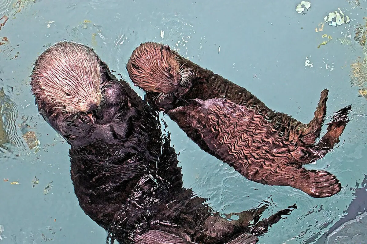 The female pup, right, must learn foraging and grooming before it can be released. (Aquarium of the Pacific)