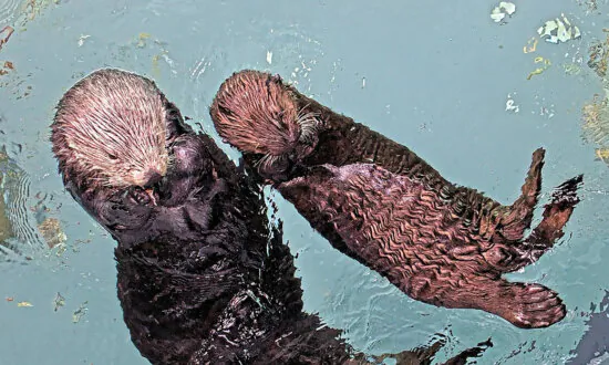 At Long Beach Aquarium, Orphaned Sea Otter Pup Prepares to Go Wild