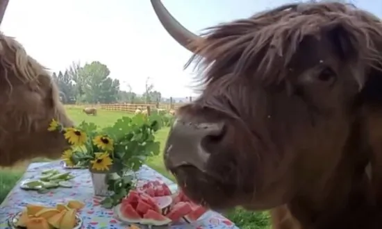 Highland Cows Chow Down on Picnic Buffet