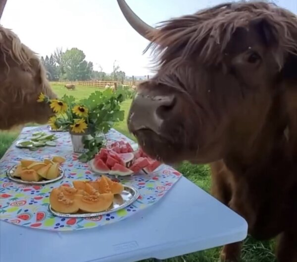 Highland Cows Chow Down on Picnic Buffet