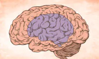 How to Shrink Your Brain Vs. How to Grow It