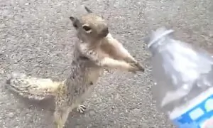 Thirsty Squirrel Asks for Water From Boy Carrying Water Bottle