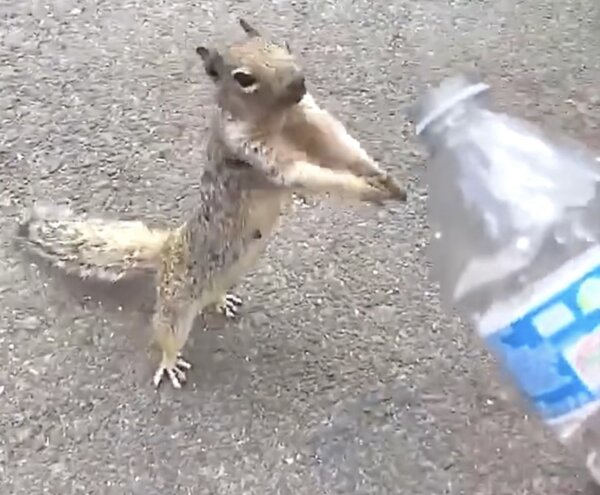 Thirsty Squirrel Asks for Water From Boy Carrying Water Bottle