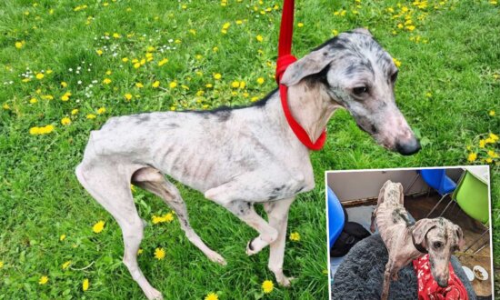 Abandoned Dog Who Was a ‘Walking Skeleton’ Is Rescued From the Brink of Death, Looks Unrecognizable Now