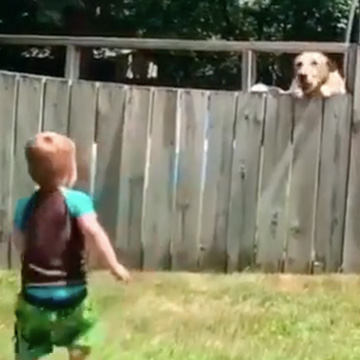 Little Boy Plays Fetch With Neighbor’s Dog