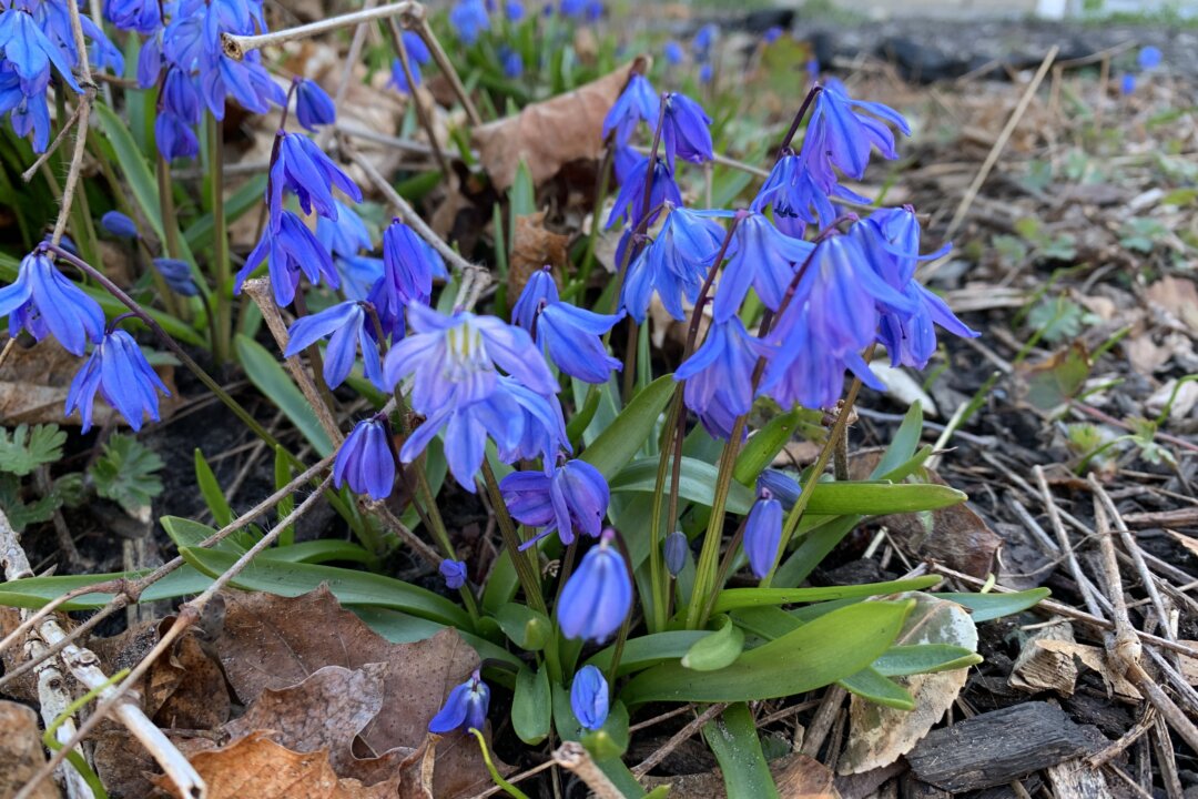 ‘Highly Toxic’ Siberian Squill Invading Toronto’s Natural Areas