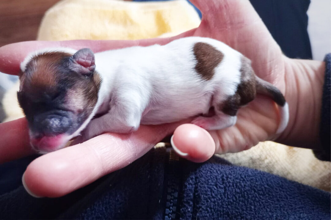 HamsterSized Puppy Hurled From a Moving Car ‘Like a Piece of Rubbish’ Survives The Epoch Times