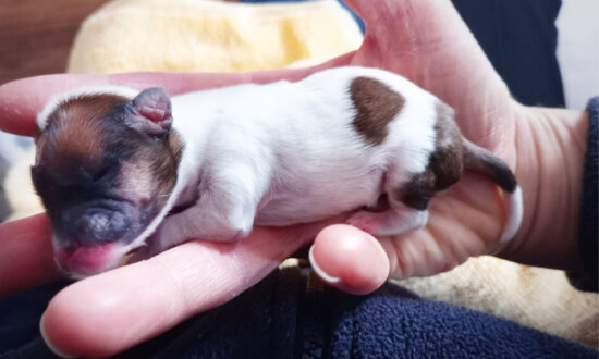 Hamster-Sized Puppy Hurled From a Moving Car 'Like a Piece of Rubbish' Survives