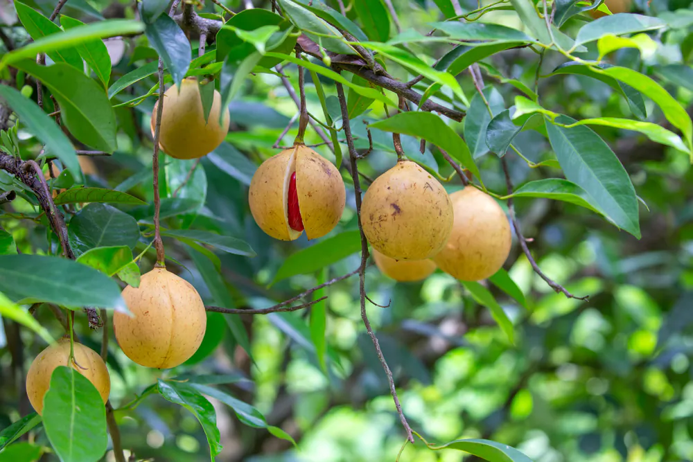 The cultivation of nutmeg trees is labor-intensive, requiring careful handpicking of the ripe fruit to avoid damaging the seeds.(anilkumart/Shutterstock)