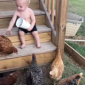 Lovely Toddler Completely Focused on Feeding His Feathered Friends