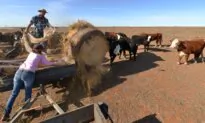 Australia Concerned EU ‘Deforestation’ Rules Could Impact Cattle Trade